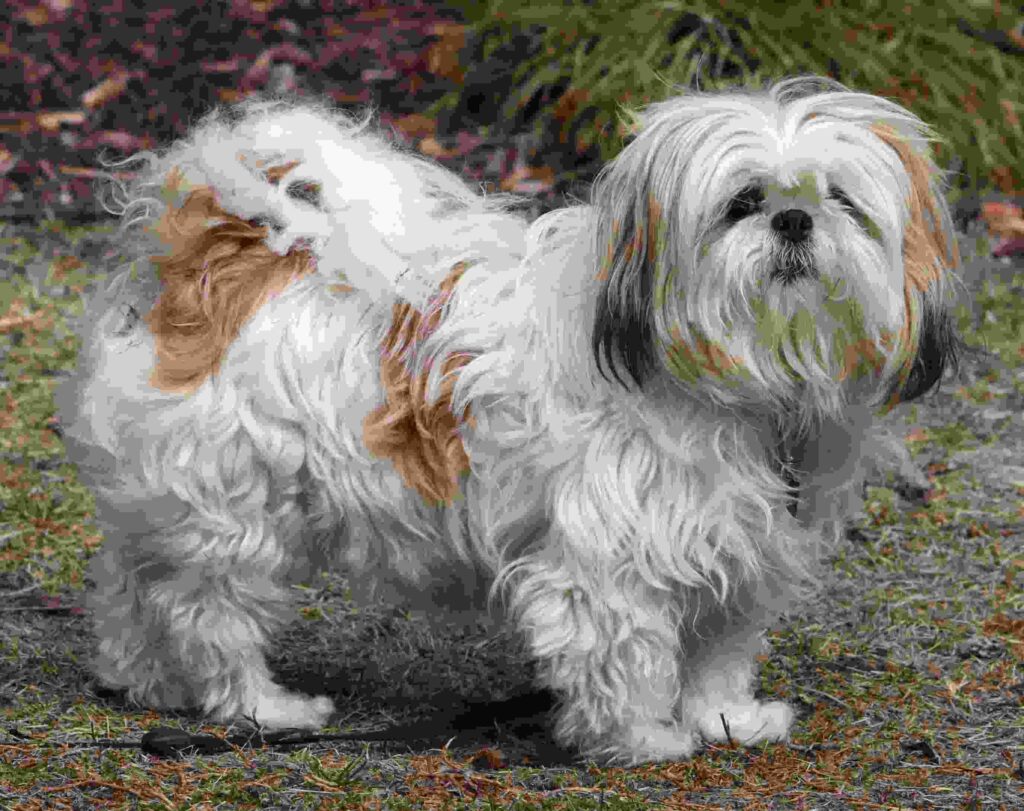 shih tzu